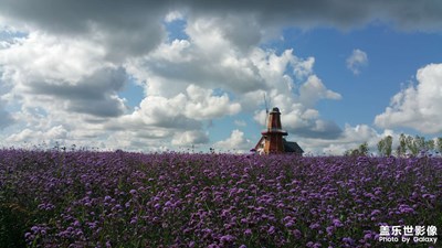 雖然天不好，但是花好呀