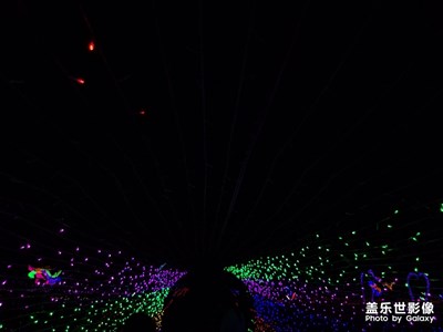夜太美