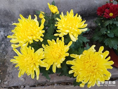 菊花