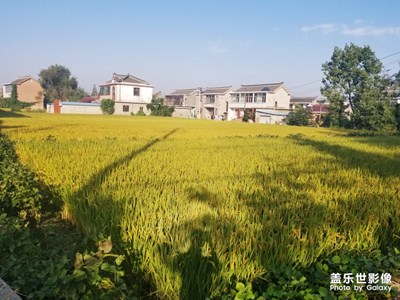 【相機(jī)里國(guó)慶】+泰州老家田園之美
