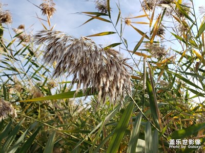 Note9隨手三