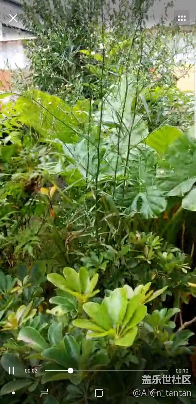 微信小視頻拍照畫質(zhì)很渣  不知各位有沒有這種情況