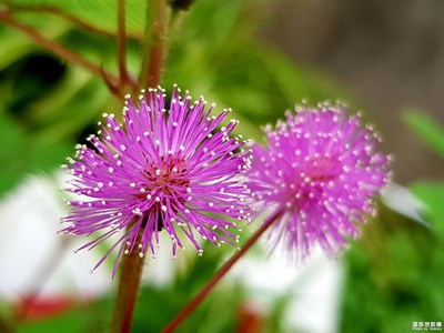 以前拍的好久不來了。拍的不好老師給點意見。
