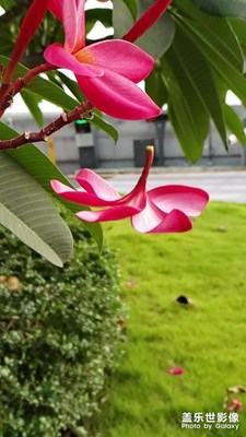 S9選擇性對焦