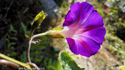 【陽光下的牽牛】