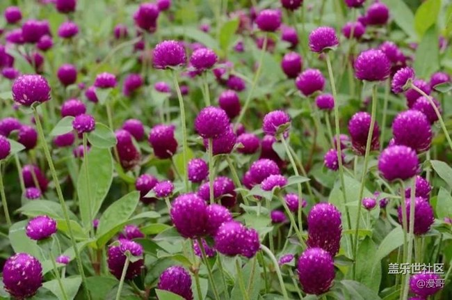 三星蓋樂世社區(qū)上海星部落 辰山植物園秋拍活動(dòng)