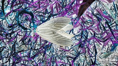 【重陽(yáng)木錦斑蛾】