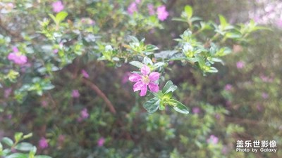 不知道名字的植物