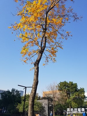 【秋至】+樹