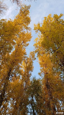 【秋至】+秋日白楊