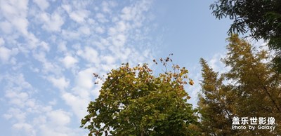 藍(lán)天白云，樹葉漸黃，秋天的標(biāo)志，適合秋游，哈哈