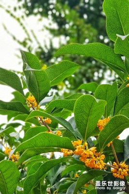 【秋至】+金桂飄香