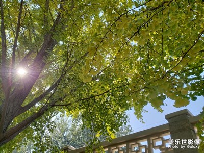 北京釣魚臺銀杏大道之旅