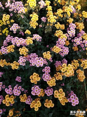 不是花中偏愛菊，此花開盡更無花。