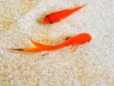 清青石綠葉點點紅