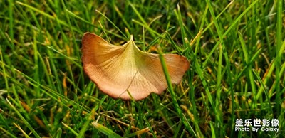 一葉落知天下秋