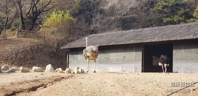 沈陽星部落看動物觀熊貓活動回顧貼