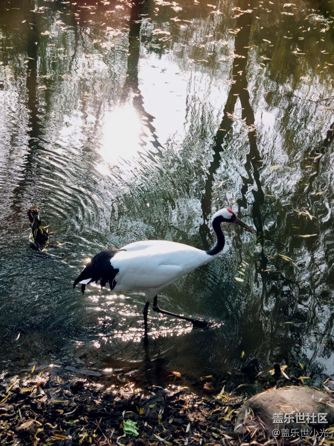 秋游之沈陽森林動(dòng)物園——三星在手，天下我有