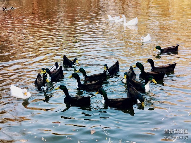 秋游之沈陽森林動(dòng)物園——三星在手，天下我有