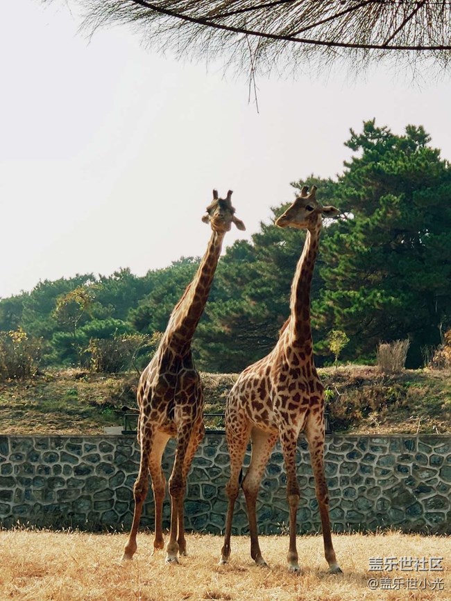 秋游之沈陽森林動(dòng)物園——三星在手，天下我有