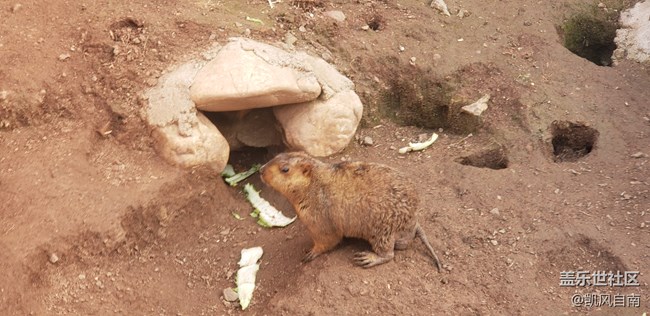 一篇有內(nèi)容的動物園回顧貼