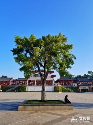 樹底下