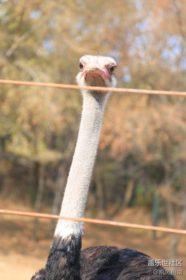 一篇有內(nèi)容的動物園回顧貼