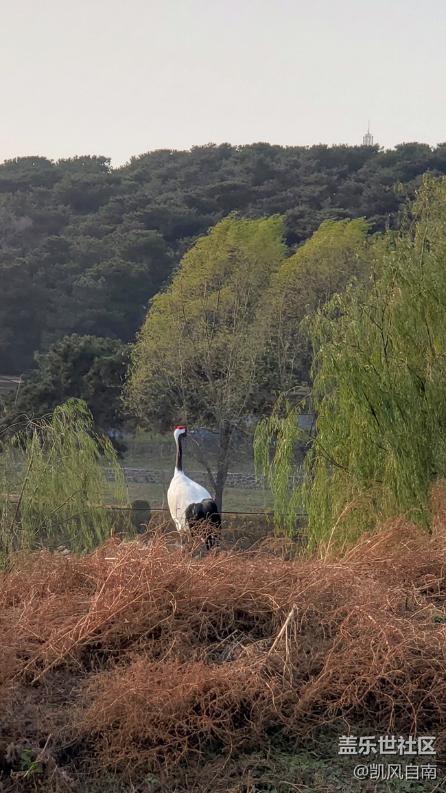 一篇有內(nèi)容的動物園回顧貼