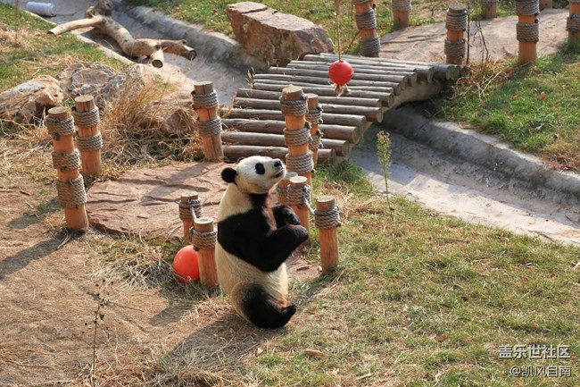 一篇有內(nèi)容的動物園回顧貼