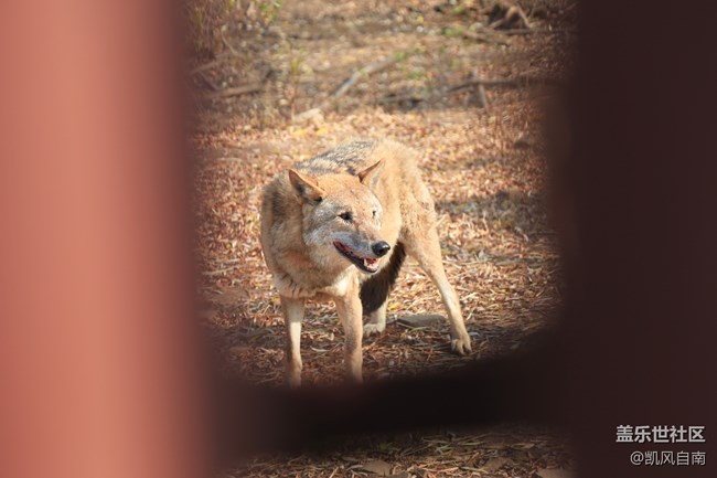 一篇有內(nèi)容的動物園回顧貼
