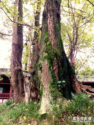 樹
