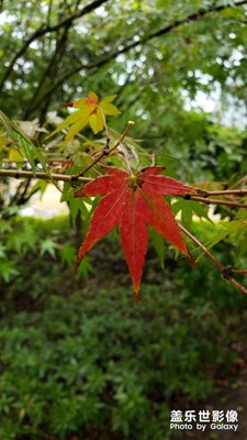 冬天來了