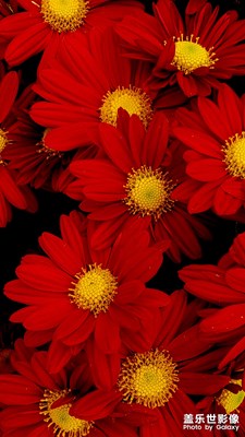 【為中國添色】秋菊（專業(yè)組）