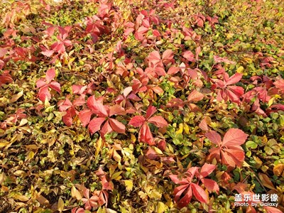 【我的日常生活】+ 清晨的紅葉