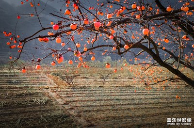 【為中國添色】五顏六色看中國之記憶鄉(xiāng)愁2（專業(yè)組）