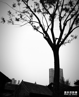 樹 ， 其它