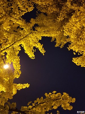 夜拍銀杏