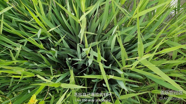 聽說快更新9.0，激動的發(fā)幾張9+拍的照片