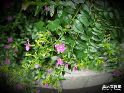 冬日里的小碎花