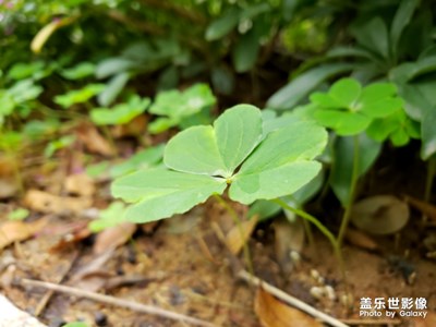 只找到三葉草，還沒見過四葉草長什么樣