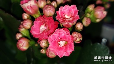 花花草草總相宜