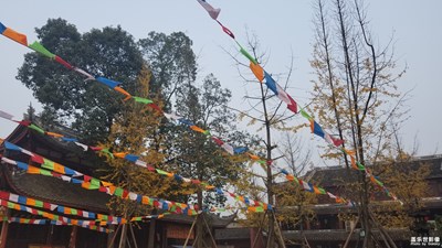 帶著三星S8 一路騎行一路銀杏