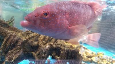 寵物、美食？