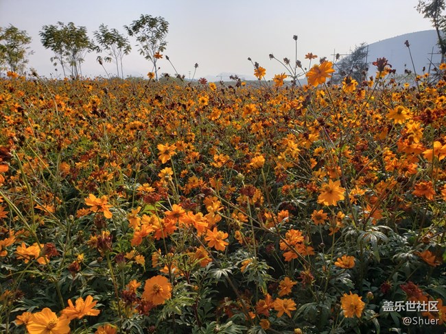 深秋初冬的公園