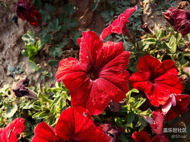 深秋初冬的公園