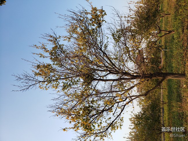 深秋初冬的公園