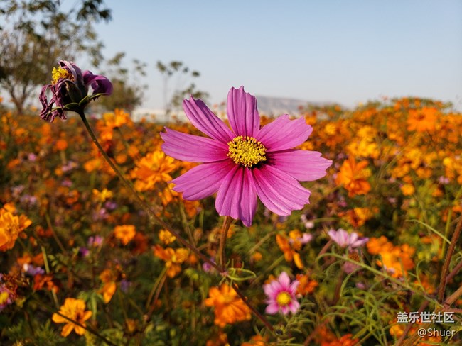 深秋初冬的公園