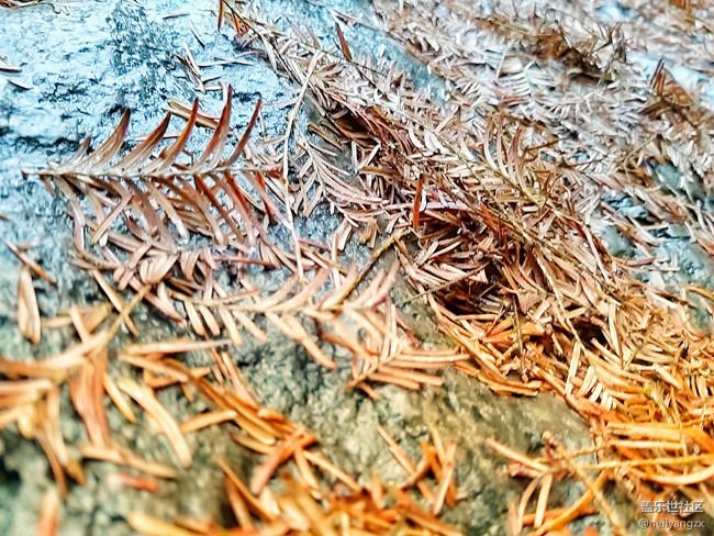 適用范圍最廣四攝 三星A9s 拍照體驗分享