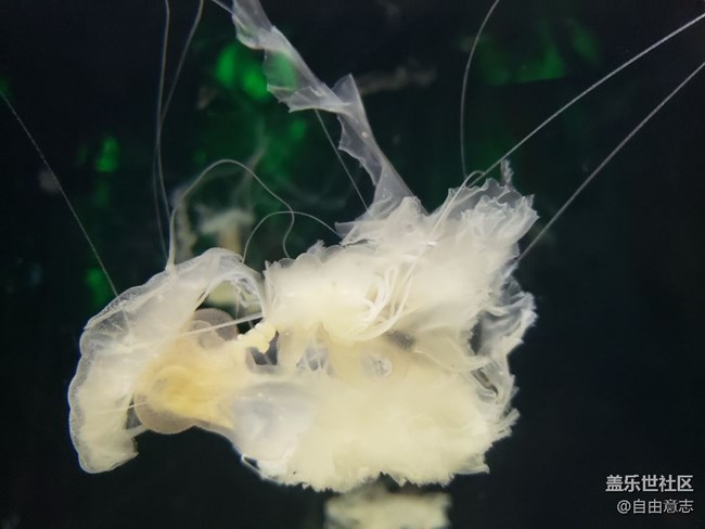 花80塊錢拍的水母！