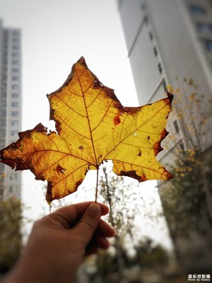 【緯度的色彩】+秋之韻